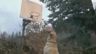 Playtime: The Animals Shooting Baskets Megamix, Set To "One Shining Moment"